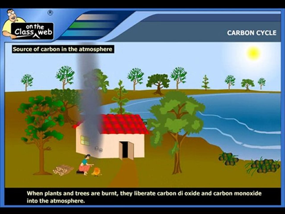 Carbon cycle