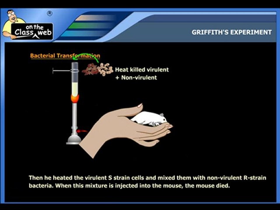 Griffith's expeiment