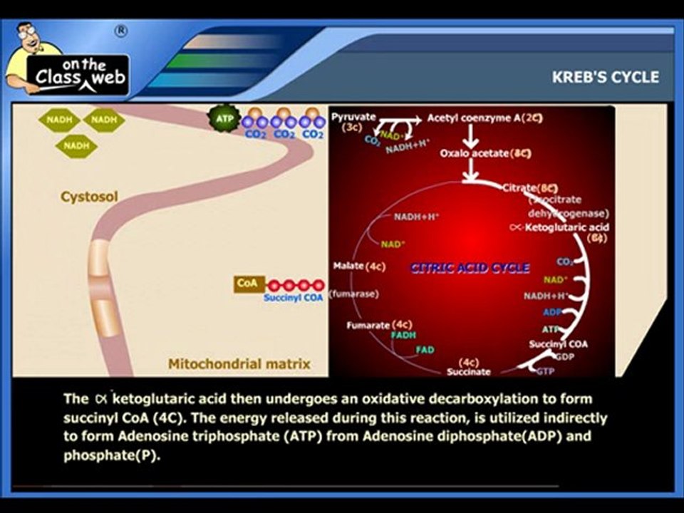 Krebs Cycle