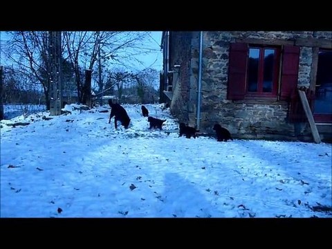 Les ptits loups 40 jours