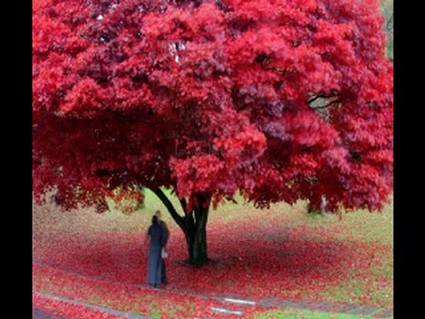 Teoman - Senden Önce Senden Sonra