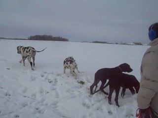 04 12 2010 Balade des bébés dans la neige
