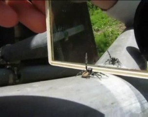 Une araignée a peur de son reflet