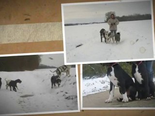 Les Joyaux d'Allythelia Dogue allemand  Nos 2 petits mâles disponibles