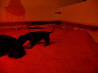 Verte apprend à marcher