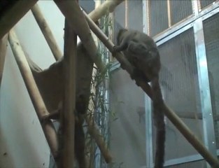 Dans l'intimité des grands hapalémurs : Tentation