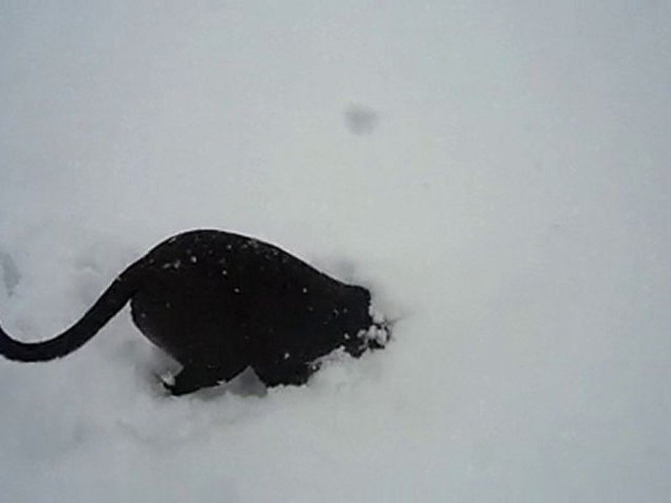 Cache-cache dans la neige