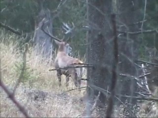 WILDLIFE IN THE CARPATHIAN MOUNTAINS Trailer