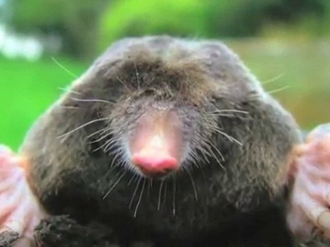 Skadedyrsbekæmpelse Roskilde Roskilde Skadedyrsservice