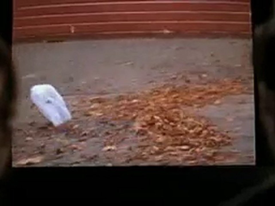American Beauty , le sachet plastic