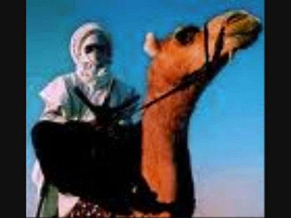 DJAMEL BANI (tasili)