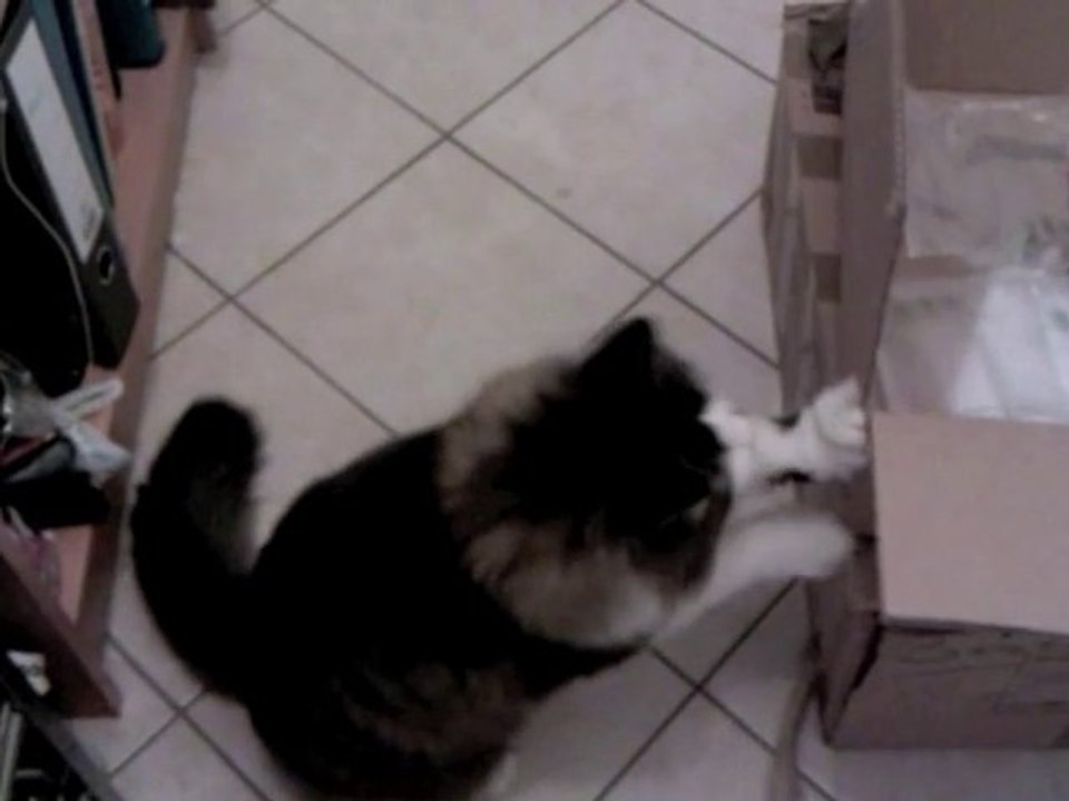 World Fastest Cat