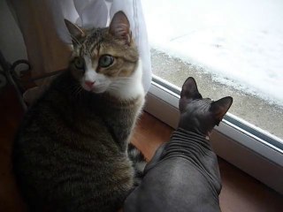 Chats impressionnés par la neige