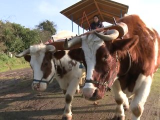 Holy, happy cows make pricey milk
