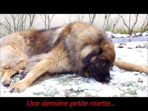 Bacchus - Gourmandise