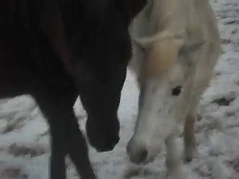 Poneys et neige, ambiance ouatée. Jeux et douceurs animales.