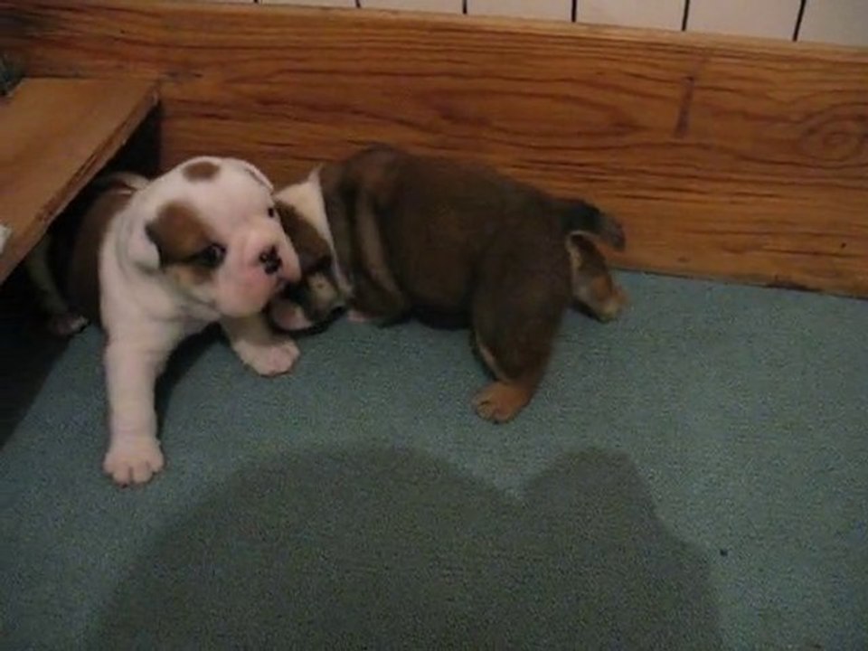 Chiot bulldog anglais