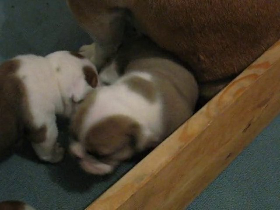 chiot Bulldog anglais