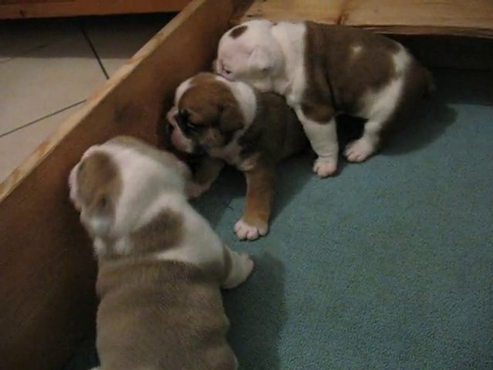 chiot bulldog anglais