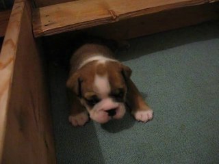 chiot bulldog anglais