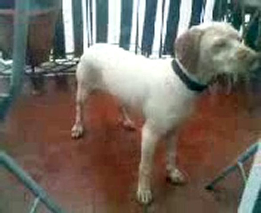 FIDJI ET SES BETISES