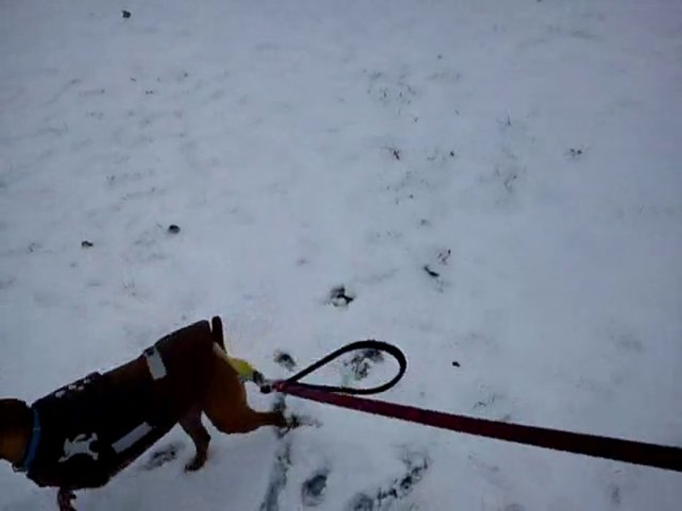 Filou dans la neige