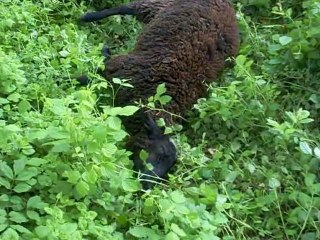 LE MOUTON NOIR ST QUANTIN 2009