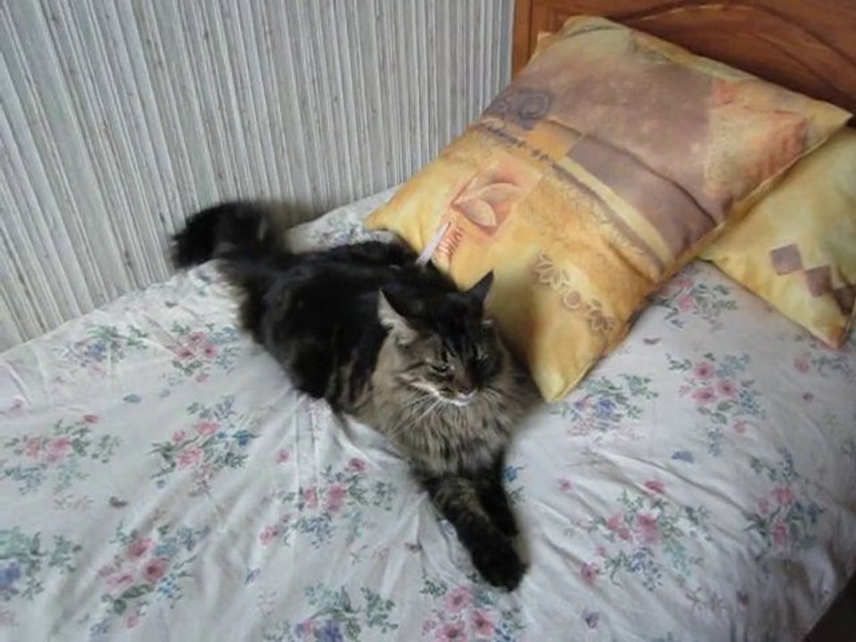 MVI_0586  Calinou star  !!!!!