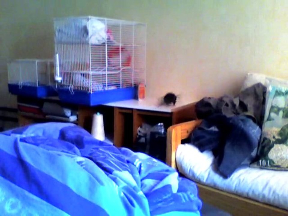 Compote l'écureuil pas écureuil