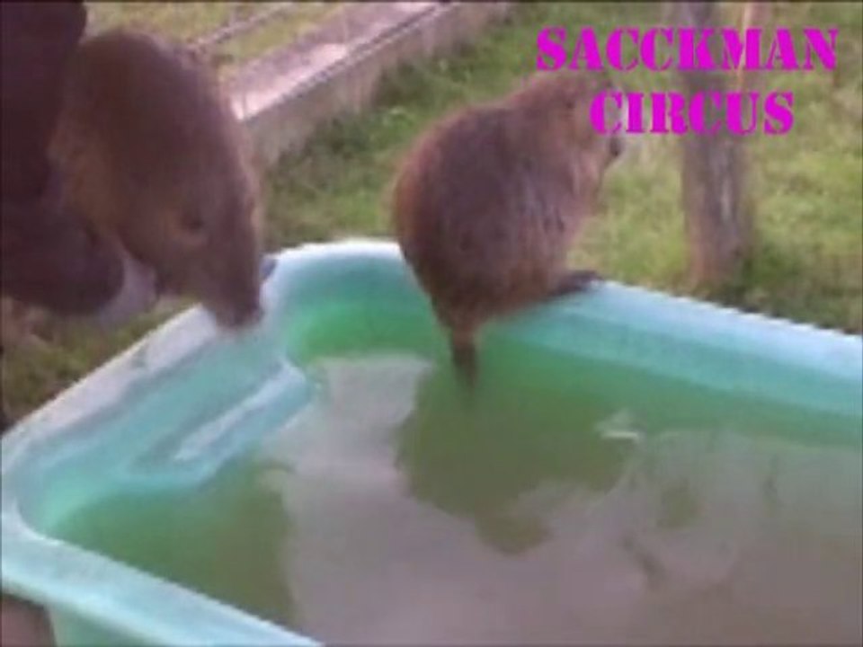 ragondin dans baignoire