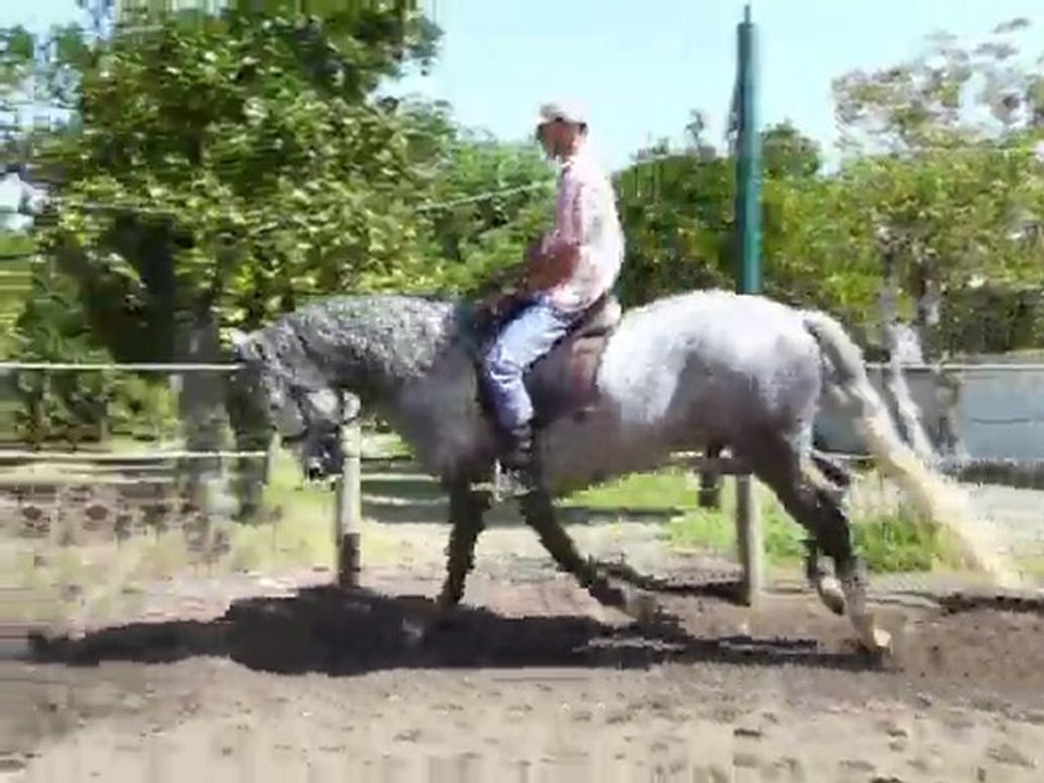 grå hingst video
