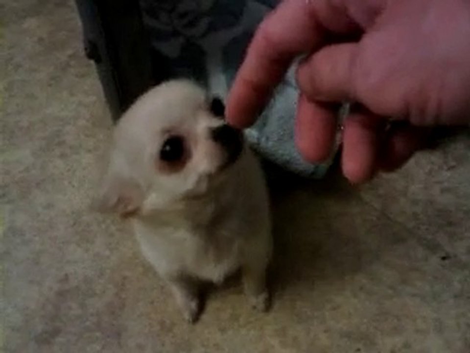 Une petite Canaulaise Ch'ti Chiwawa