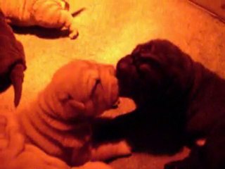 shar pei bébés