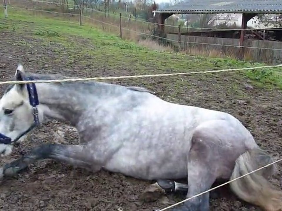 Urikan d'hellering - Novembre 2010