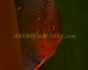 LSS DISCUS YAVRULARI