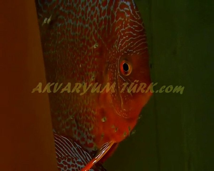 LSS DISCUS YAVRULARI