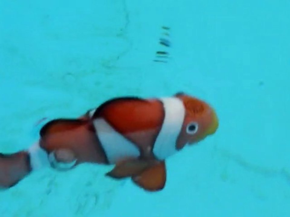 nemo
