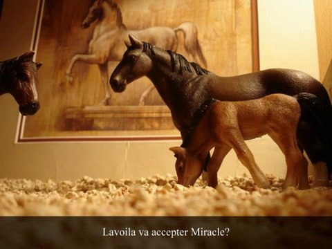 L'histoire d'un hanovrien et d'une pouliche pur-sang arabe