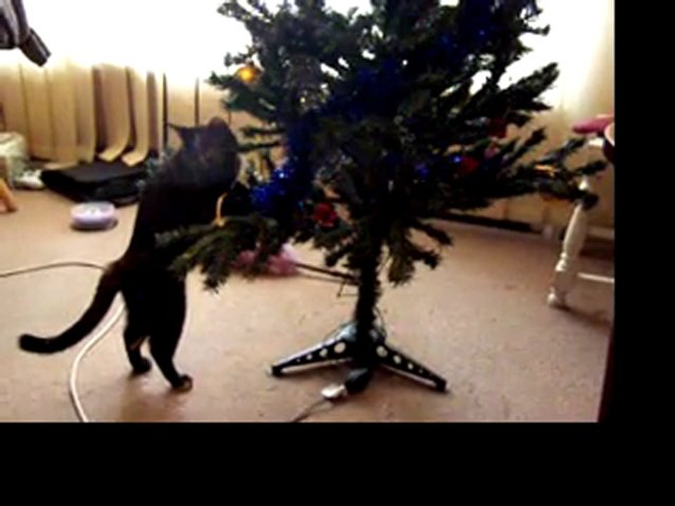 Cat in a christmas tree