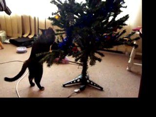 Cat in a christmas tree
