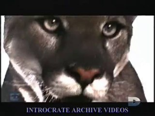 Dévoré Vivant, Félins et Canidés - 3 de 3