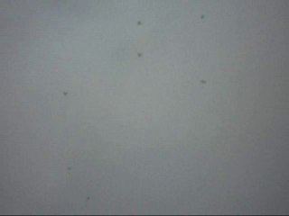 2010-12-04 Chauve souris au botanic garden version courte