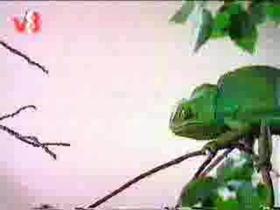 Camaleon