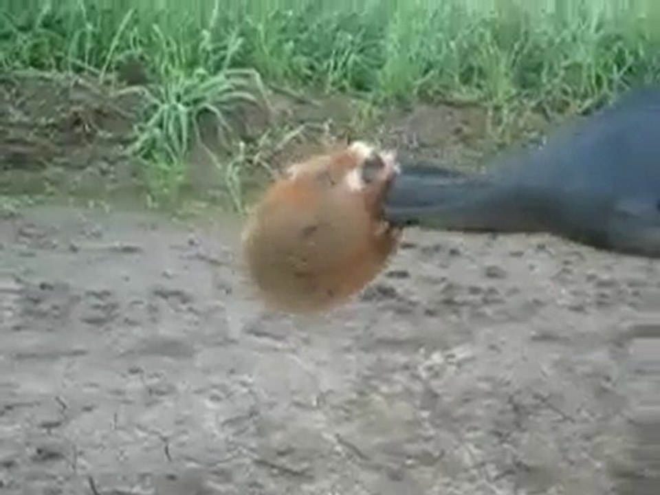 Hamster méchant