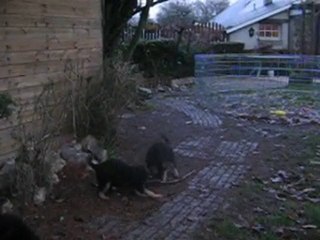 chiots de burkina  et caster le 06/12/2010