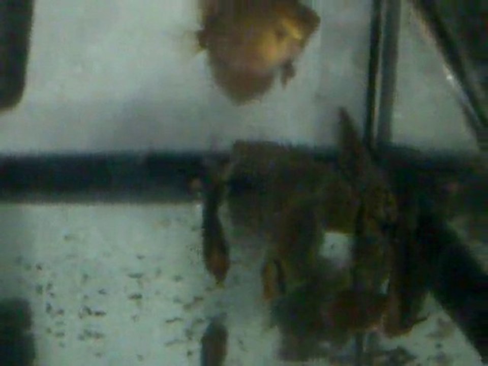 Yanık kalan discus görüntüleri