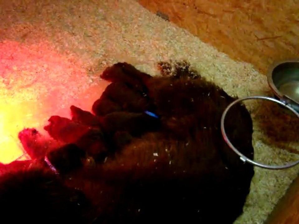 chiots dixie de l'élevage de VALOYAN 06/12/2010