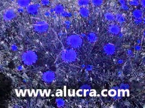 Yeşilyurt Köyü ALUCRA