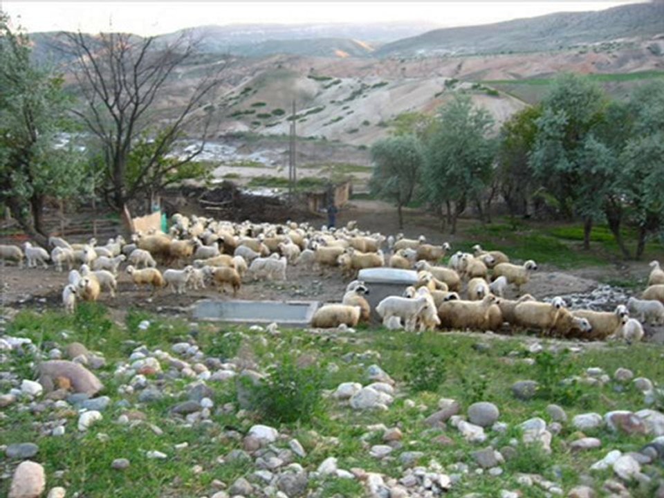 ALİ ABBAS ASLANTÜRK    İğde çiçeğinden dilek diledim