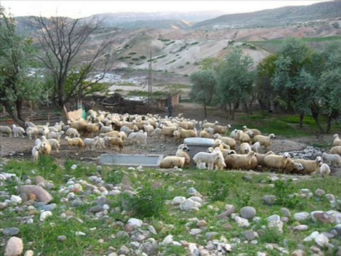 ALİ ABBAS ASLANTÜRK İğde çiçeğinden dilek diledim